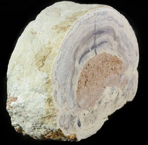 Wide Stromatolite Covered Petrified Wood Limb - California #47051